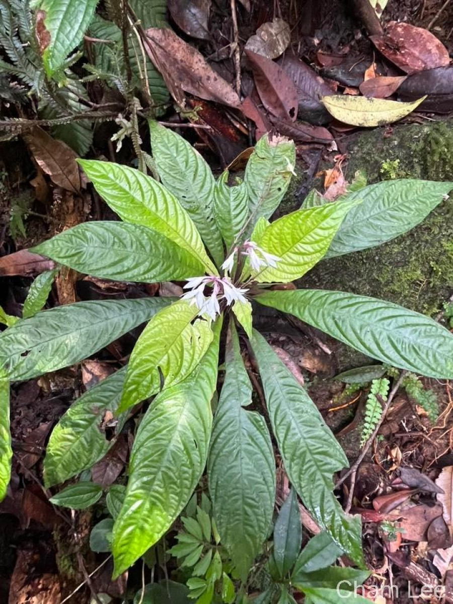 Neurocalyx gardneri Thwaites